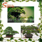 High Quality Life Size Artifical Plant Home Decoration Artifical Bonsai Plants thumbnail-6