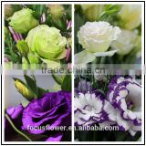 Hot selling long stem fresh cut eustoma flowers with multi colors