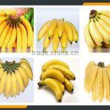 Leader Yellow Banana Peeler Whatsapp:+8618336073732 thumbnail-6