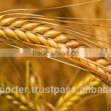 Best BARLEY From Direct UKRAINE PRODUCER thumbnail-1
