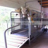 Horse Running Machine Horse Treadmill thumbnail-1