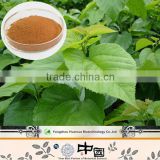 High standard manufacturer of 1-DNJ mulberry leaf extract