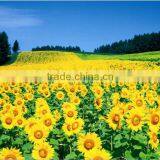 RC High Glossy Photo Paper, Inkjet Photo Paper