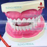 Teeth Care Model thumbnail-5