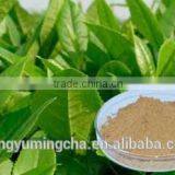 Best Quality and Competitive Price 100% Pure and Natural Organic Green Tea Extract50%-98% thumbnail-5