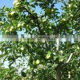 2015 China Green Apple Gala thumbnail-2