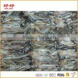 Frozen Squid Tentacle - Ommastrephes Bartrami thumbnail-4