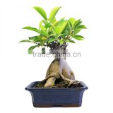 Natural bonsai trees indoor ginseng ficus