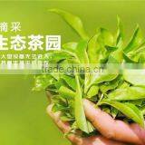 36pcs Different Kinds Flavors Chinese Yunnan Puer Tea pu er Tea Bag Gift Puerh Tea Food Weight Loss Tea thumbnail-6