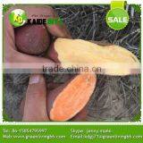 Greenliving Fresh Sweet Potato thumbnail-2