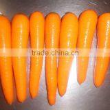 Chinese Fresh Carrot Hot Exporting