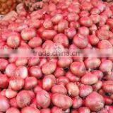 Export Onion Specification