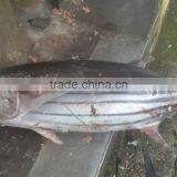 Skipjack Tuna Whole Round IQF 1.8kg+ thumbnail-1