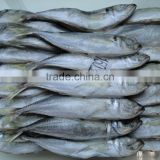 New laning whole round seafrozen Horse Mackerel for canning with good quality and competitive price