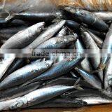 China the Seafrozen Pacific Mackerel HGT thumbnail-1