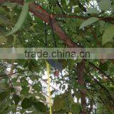 Double Blades Saw for High Limb Tree thumbnail-3