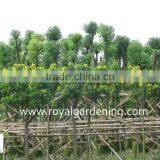 Cassia Surattensis Best Quality