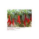 Hot Spicy Red Rice thumbnail-1