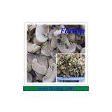 New Crop Canned Mushroom for USA