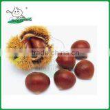Chestnut/Fresh Chestnut/ Chestnut Wholesale thumbnail-1