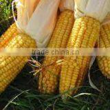 Good Price Yellow Corn