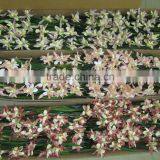 Silk Orchid Standing Bush