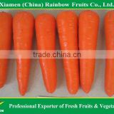 Xiamen Carrot