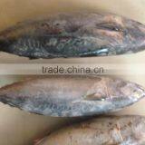 Bonito Tuna thumbnail-6