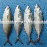 Frozen Indian Mackerel, Blue Mackerel Scad, Indian Horse Mackerel ,indian Mackerel Scad thumbnail-1
