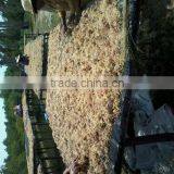 Eucheuma Cottoni With High Quality thumbnail-4