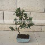 Indoor Bonsai Podocarpus Macrophyllus for Decoration S Shape thumbnail-2