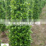 Ficus Panda Christmas Tree ( Cone Shape) thumbnail-1