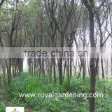 Callistemon Viminalis thumbnail-3