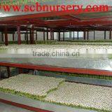 Lucky Bamboo Dracaena Sanderiana Lucky Bamboo Cage thumbnail-3