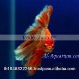 Halfmoon Betta Fish Farm For Sale and Export / Ornamental Fish Thailand thumbnail-4
