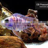Live Ornamental Fish thumbnail-1