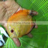 Discus Fish Farm and Export Company thumbnail-6