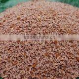 A Grade Quality of Psyllium Seed thumbnail-1