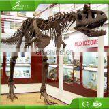 KAWAH Life Size Museum Exhibition Fiberglass 5M Dinosaur Skeleton Fossils thumbnail-2