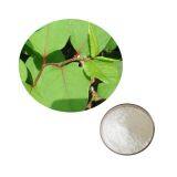 Factory Supply Natural Giant Knotweed Extract/ Resveratrol 50%-99% thumbnail-1
