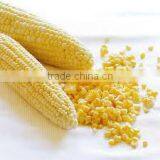 Fresh Yellow Sweet Corn From Vietnam With Best Price