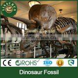 Lisaurus-L-0006 Animal Skeleton Model Jurassic Period Dinosaurs Fossil