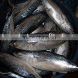 1000g+ Frozen Bonito