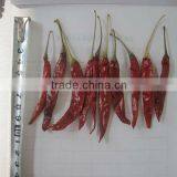 2013 New Crop Hottest Chilli thumbnail-1