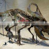 Dinosaur Skeleton Fossil Model Of Protoceratops thumbnail-1