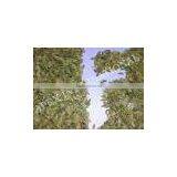 Apex Supplies Quality Foeniculum Vulgare Fennel / Foeniculum Vulgare / Fennel Seeds / Saunf thumbnail-6