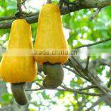 Good Bukina Faso Raw Cashew Nuts thumbnail-3
