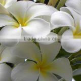 Natural Plant Plumeria Obtusa thumbnail-5