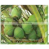 CULINARY VIRGIN COCONUT OIL - Non-RBD, 100% Natural & Zero Cholesterol thumbnail-2