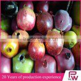 Holiday Time Christmas Decorations Artificial Fruit Large for Home Decor thumbnail-4